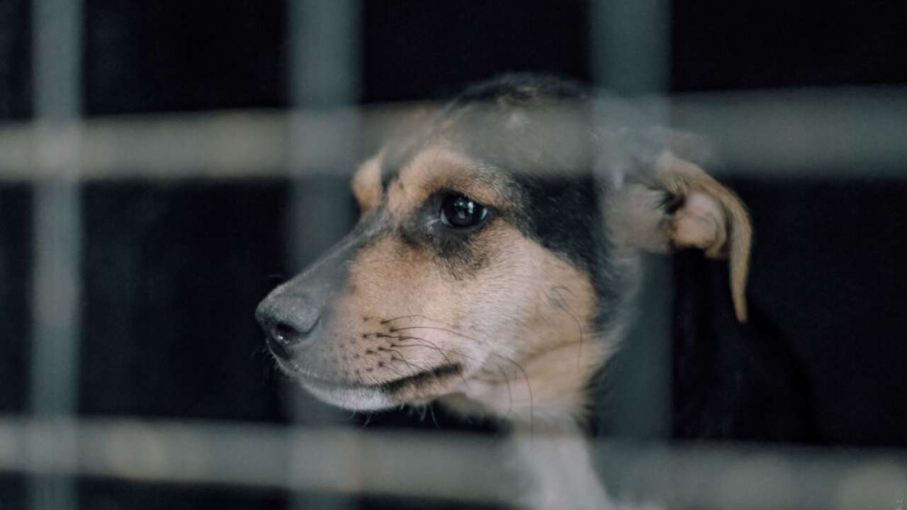 В Аркалыке сорвали согласованный митинг против новых правил отлова животных