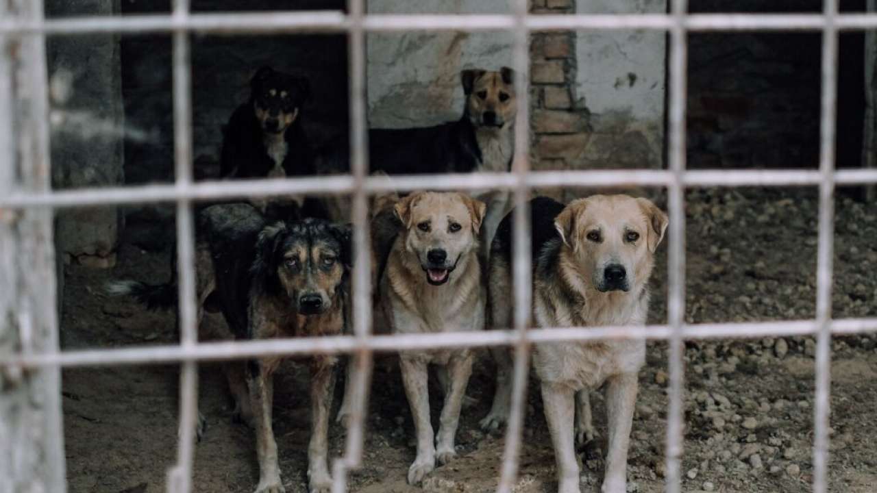 Приют ZooHome отстоял участок после решения суда